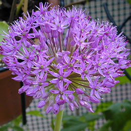 Allium 'Gladiator'